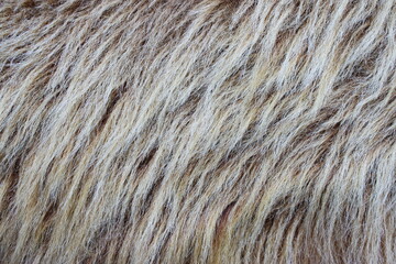 close up blonde mane of horse