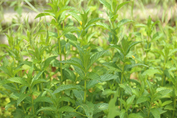 Fototapeta na wymiar Green Mint Plant Grow Background.