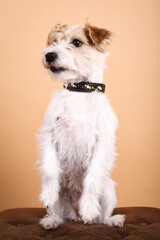 Parson Russell Terrier bettelt