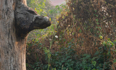 Obraz premium Anubis, jackal face, shape of a tree trunk in a forest. Green vegetation in background with copy space. Howrah, West Bengal, India.