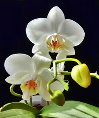 Fototapeta na wymiar Weiße Blütenpracht