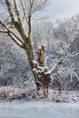 Sunrise and the warmer temperatures create a fog that makes this color photo almost Black and...