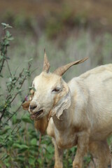 cabra no sertão da bahia 