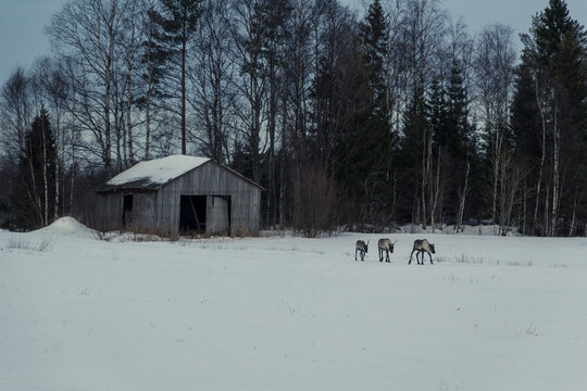 Renar p&aring; vandring l&auml;ngs en &aring;kerv&auml;g V&auml;sterbotten/Robertsfors/Ratu