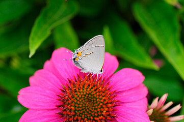 White Butterfly on Top Flower Macro Shot