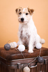 Parson Russell Terrier im Fotostudio
