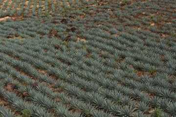 Campo de agave desde las alturas 