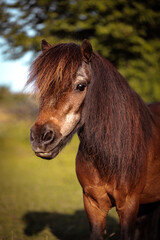 Obraz premium Shetland Pony Hengst auf der Wiese