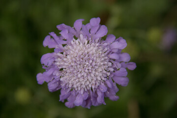 close up of a purple flower bloom
