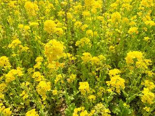 菜の花、満開