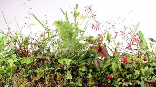 Unkraut auf Weiß - Pflanzen und Blumen mit Moos Panorama Freigestellt
