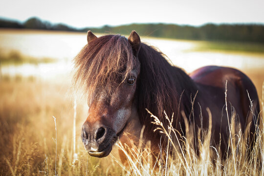 Shetland Pony Hengst auf der Wiese