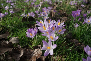 Frühlingszeit, Crocus, Krokusse im Frühling zur Osterzeit bei voller Blüte und mit Sonnenlicht