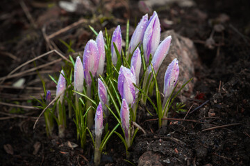 Pink crocus buds are on the spring meadow