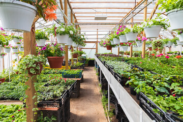 Greenhouse with colorful flowers in flowerpots