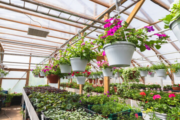 Greenhouse view with colorful flowers in flowerpots
