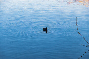 Obraz premium Wild duck in the city pond. The black common Eurasian coot (Latin Fulica atra) is a small waterfowl with a white beak in the water of the city reservoir on a sunny day.