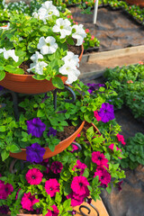 Multi level flowerpot with colorful petunia flowers
