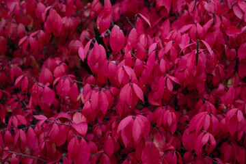 Background of Red Burning Bush Leaves during Autumn