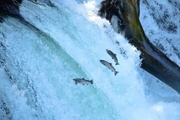 サクラマスの滝登り