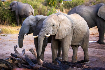Two baby elephants at a watering hole, Nehimba Safari Lodge, Hwange National Park, Zimbabwe Africa