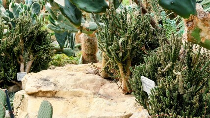 cactus in the garden