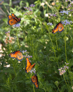 Butterfly on Flowers