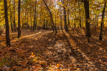 In the middle of the autumn forest, the sun shines through colorful leaves.