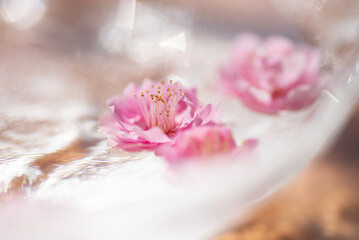 Fototapeta na wymiar 水に浮かぶ梅の花