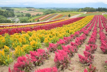 四季彩の丘の花畑