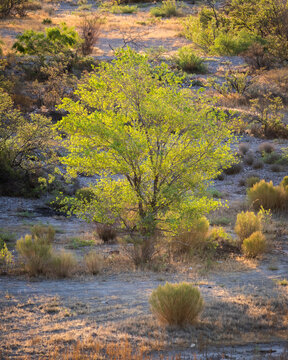 Lone Desert Tree El Paso Texas