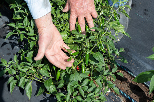 New Mexico Farm Chiles and Peppers