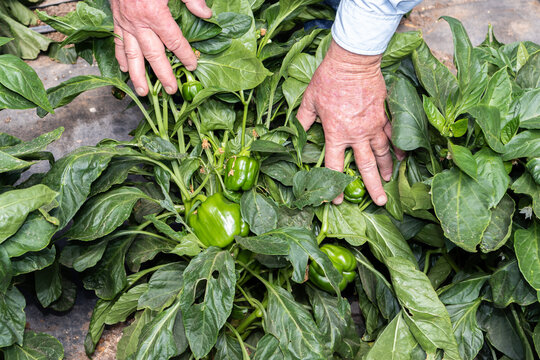 New Mexico Farm Chiles and Peppers
