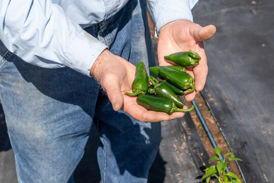 New Mexico Farm Chiles and Peppers