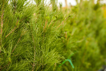 Garden with blooming trees during spring time