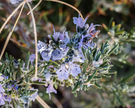Wild Honey Bee on Rosemary Flower