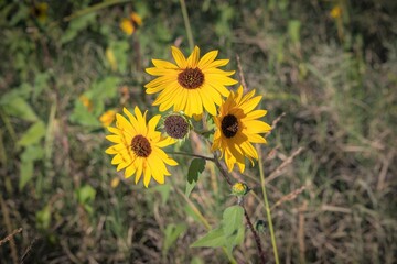 Wild Desert Sunflowers