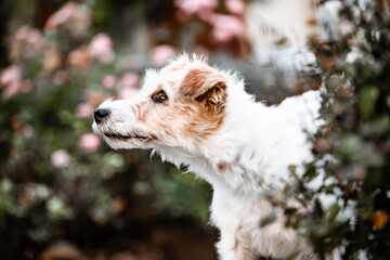 Terrier zwischen Blumen