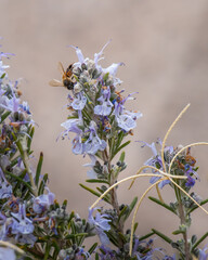 Wild Honey Bee on Rosemary Flower