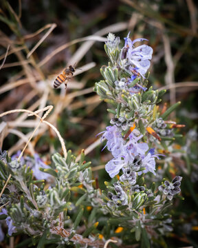 Wild Honey Bee on Rosemary Flower