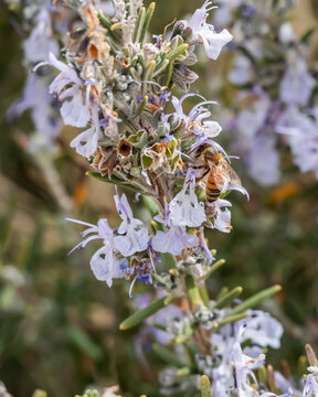 Wild Honey Bee on Rosemary Flower