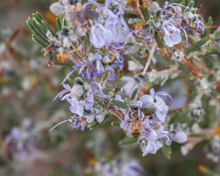 Wild Honey Bee on Rosemary Flower