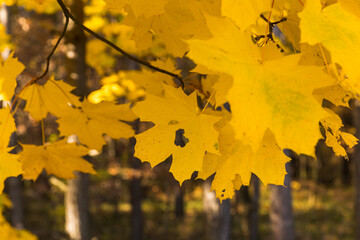 Autumn in the forest, golden colored leaves, close-up.