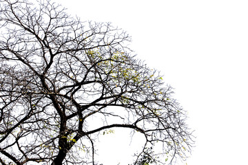 picture of trees in spring white background available background image free space for put your letter