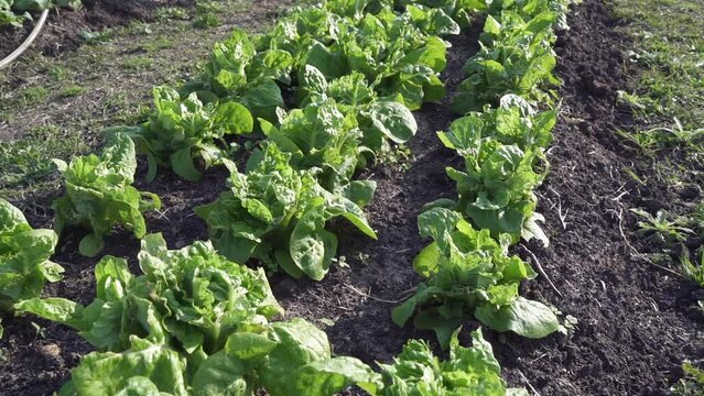 Swiss chard growing on a small farm