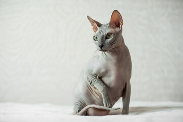 Domestic sweet cat sphinx close-up. Pet care..