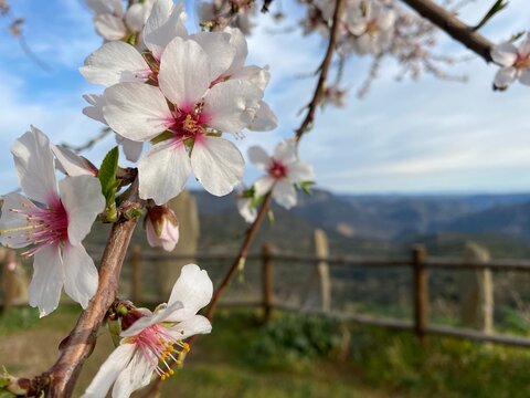 Flores de Almendro en el Mirador del Contrabando en Hinojosa de Duero 