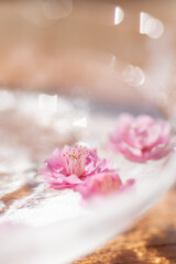 水に浮かぶ梅の花