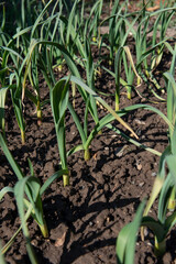 Obraz premium Organic garlic (Allium sativum) growing in the garden. Healthy home grown vegetables.
