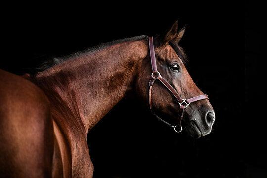 Trakehner Wallach mit Halfter